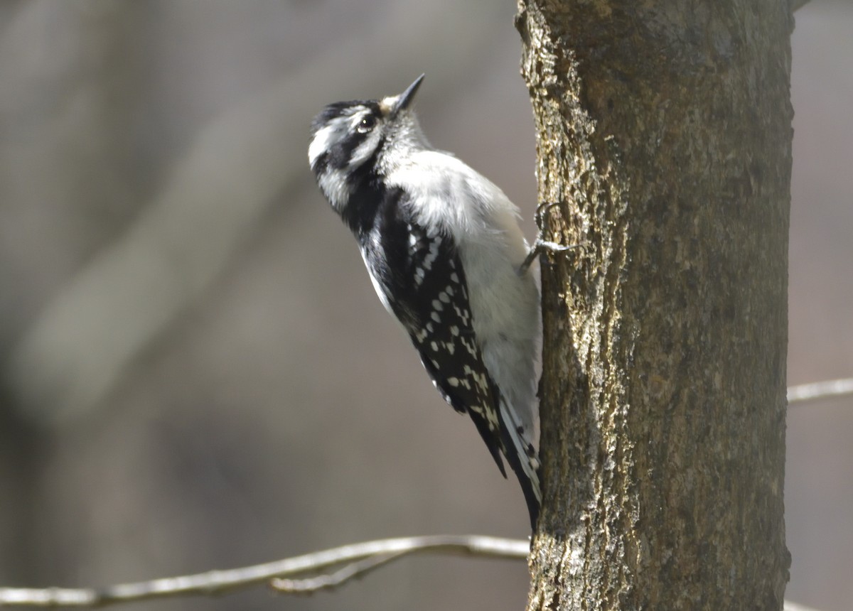 Downy Woodpecker (Eastern) - ML437429601