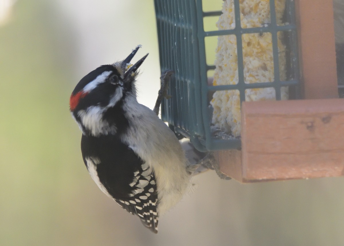 Downy Woodpecker (Eastern) - ML437431201