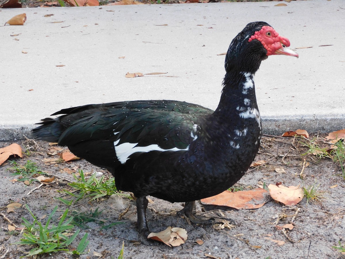 Muscovy Duck (Domestic type) - Mark Penkower