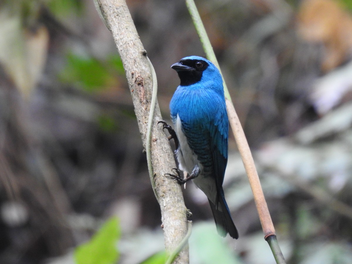 Swallow Tanager - ML437432061