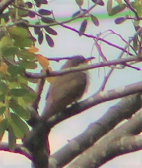 Yellow-billed Cuckoo - T L P L