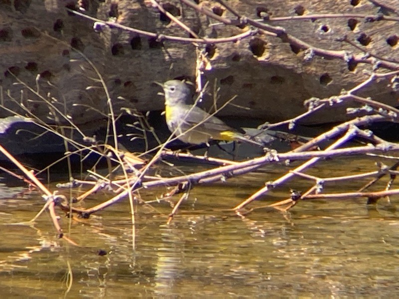 Virginia's Warbler - Audubon Andy