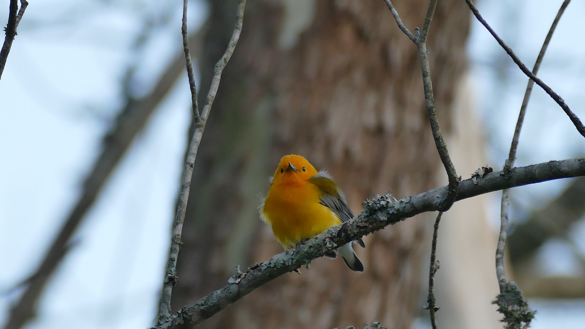 Prothonotary Warbler - Avery Fish