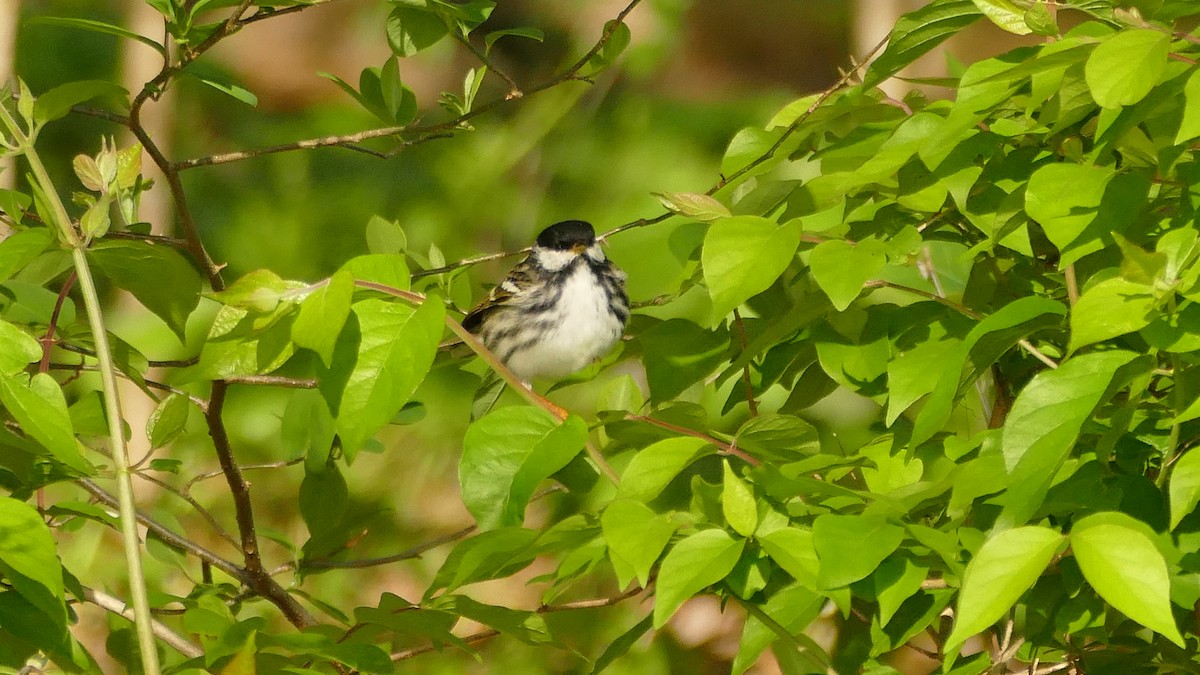Blackpoll Warbler - Avery Fish