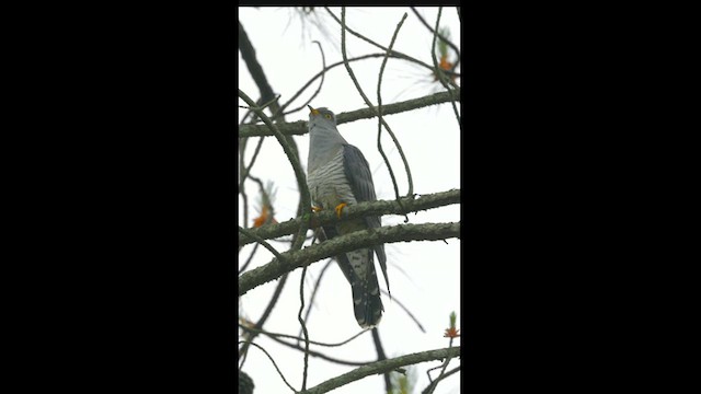 Common Cuckoo - ML437446901