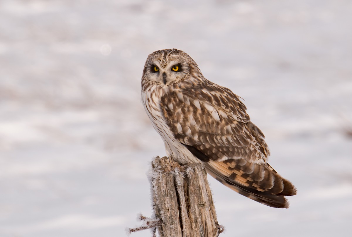 Short-eared Owl - ML437449291