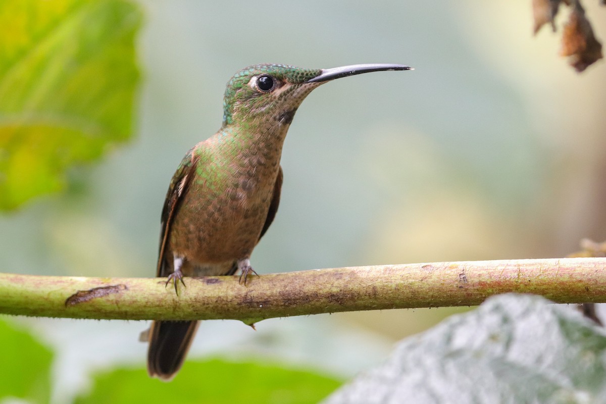 kolibřík hnědobřichý - ML437449481