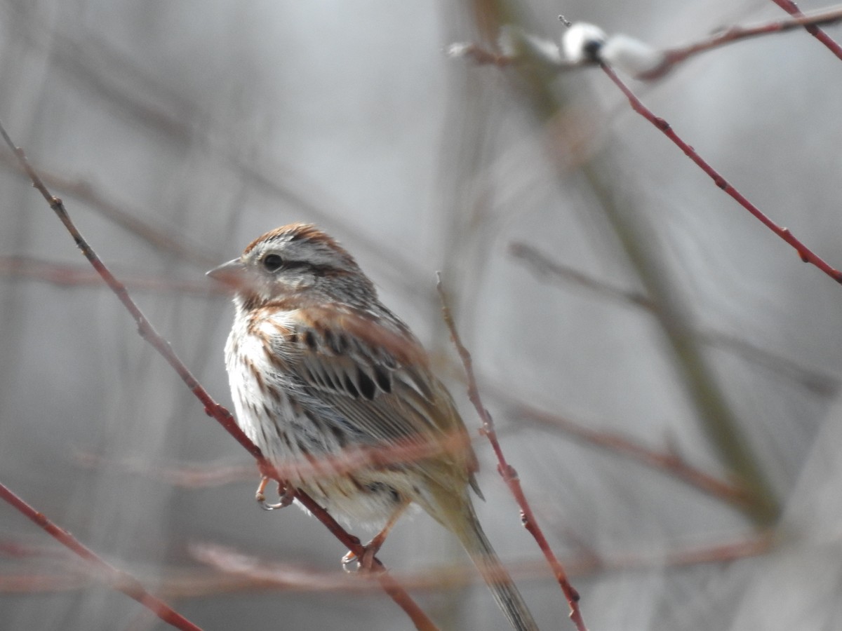 Song Sparrow - Richard Lepage