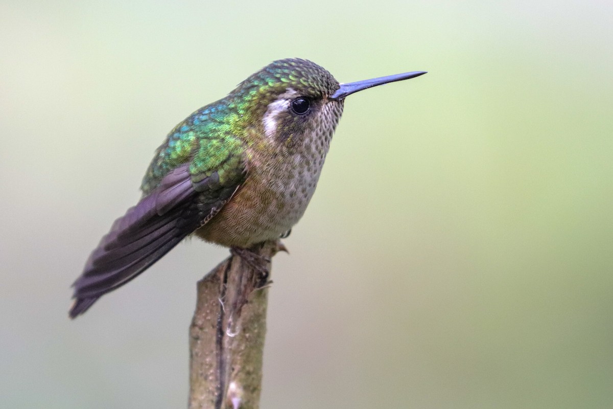 Speckled Hummingbird - Martina Nordstrand