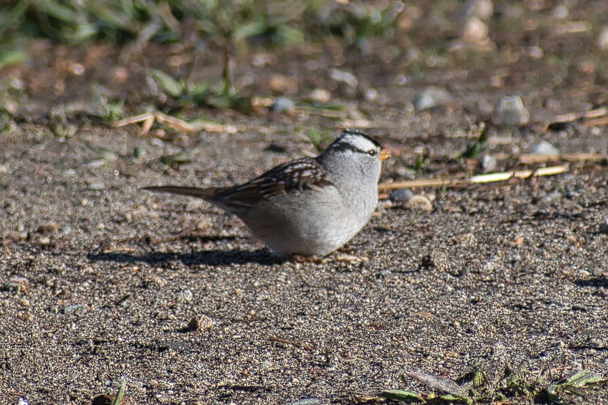 White-crowned Sparrow - ML437456491