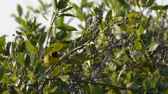 Yellow Warbler (Mangrove) - ML437457071