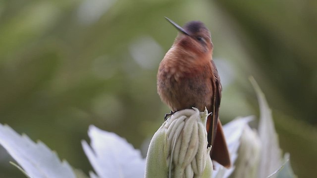 kolibřík duhovohřbetý - ML437461891