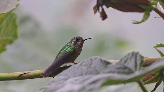 Speckled Hummingbird - ML437462241
