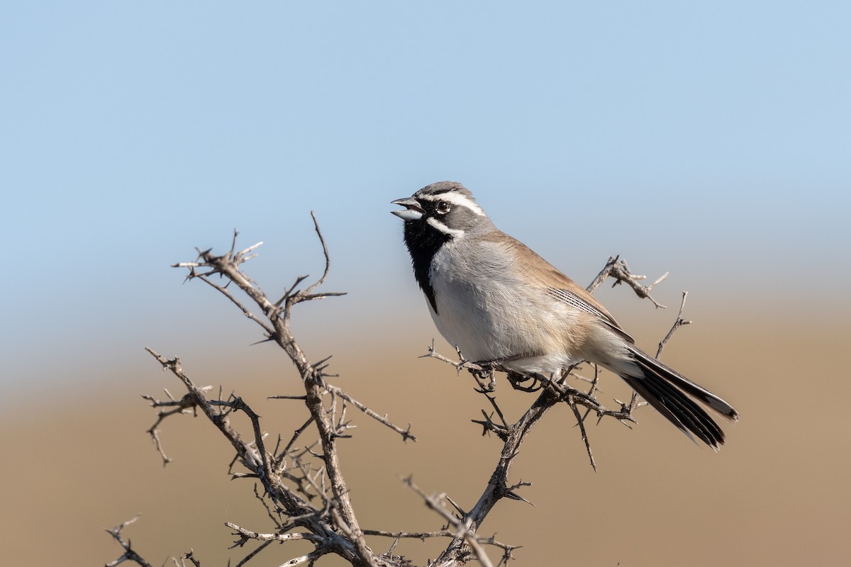 Black-throated Sparrow at McDowell Mountain Regional Park by Randy Walker