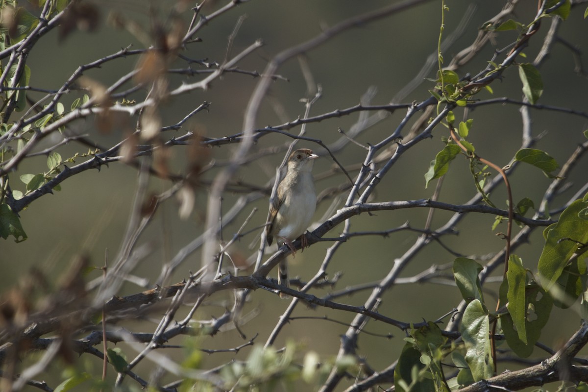 Piping Cisticola - Will Sweet