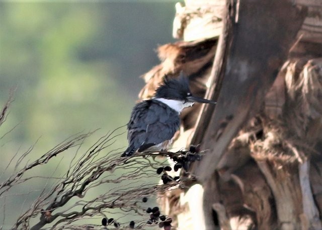 Belted Kingfisher - ML437480561