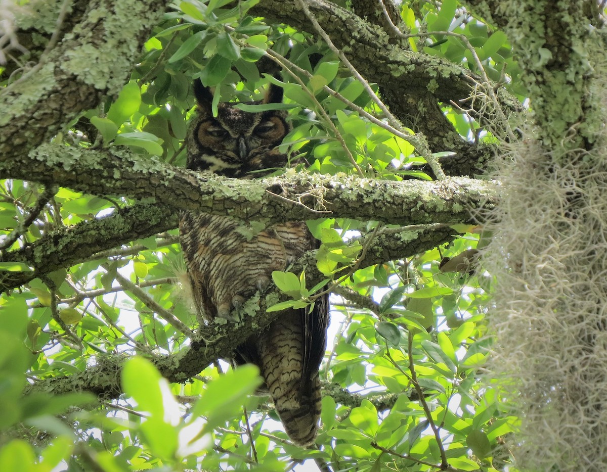 Great Horned Owl - ML437486171