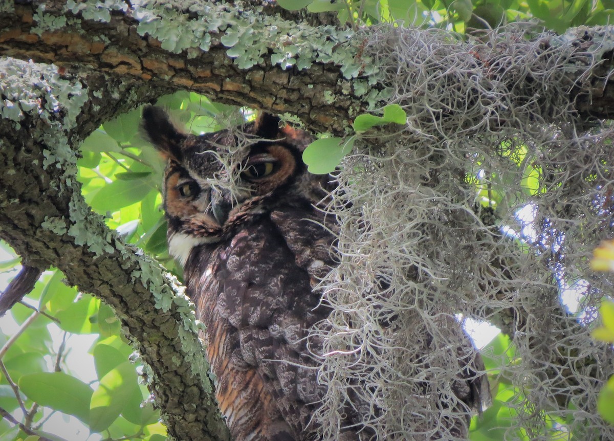 Great Horned Owl - ML437486311