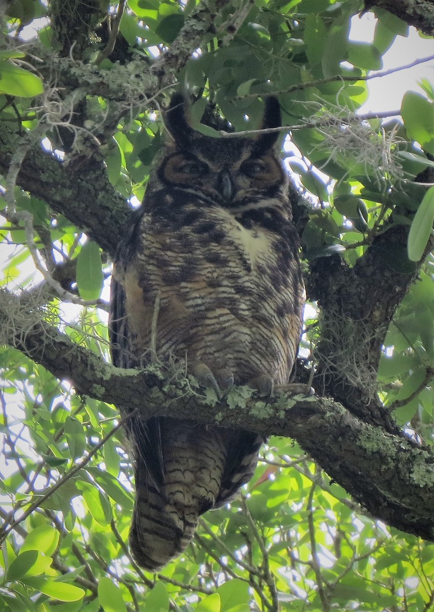 Great Horned Owl - ML437493751