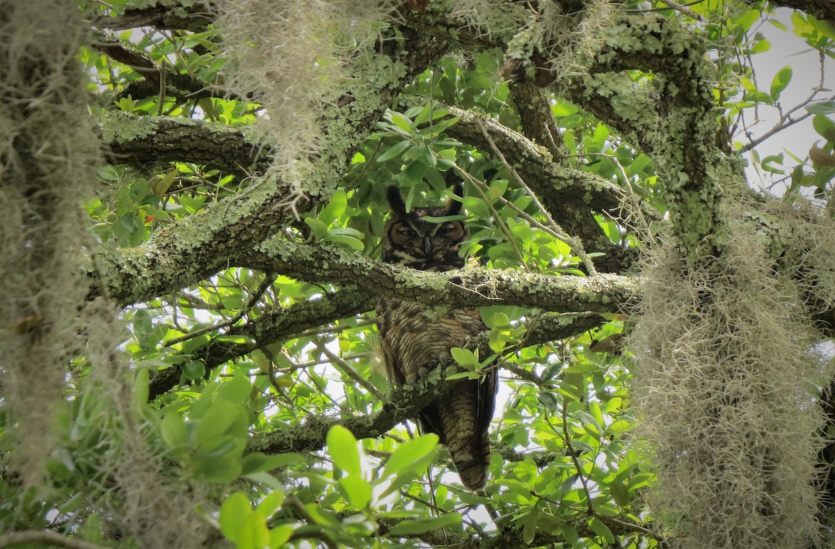 Great Horned Owl - ML437493881