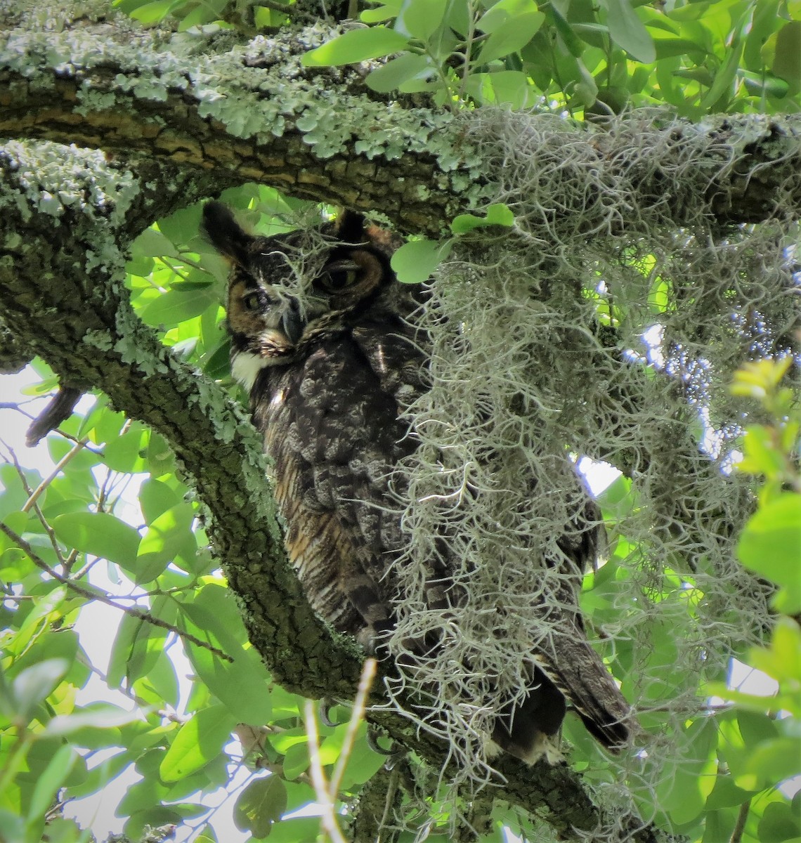 Great Horned Owl - ML437493931