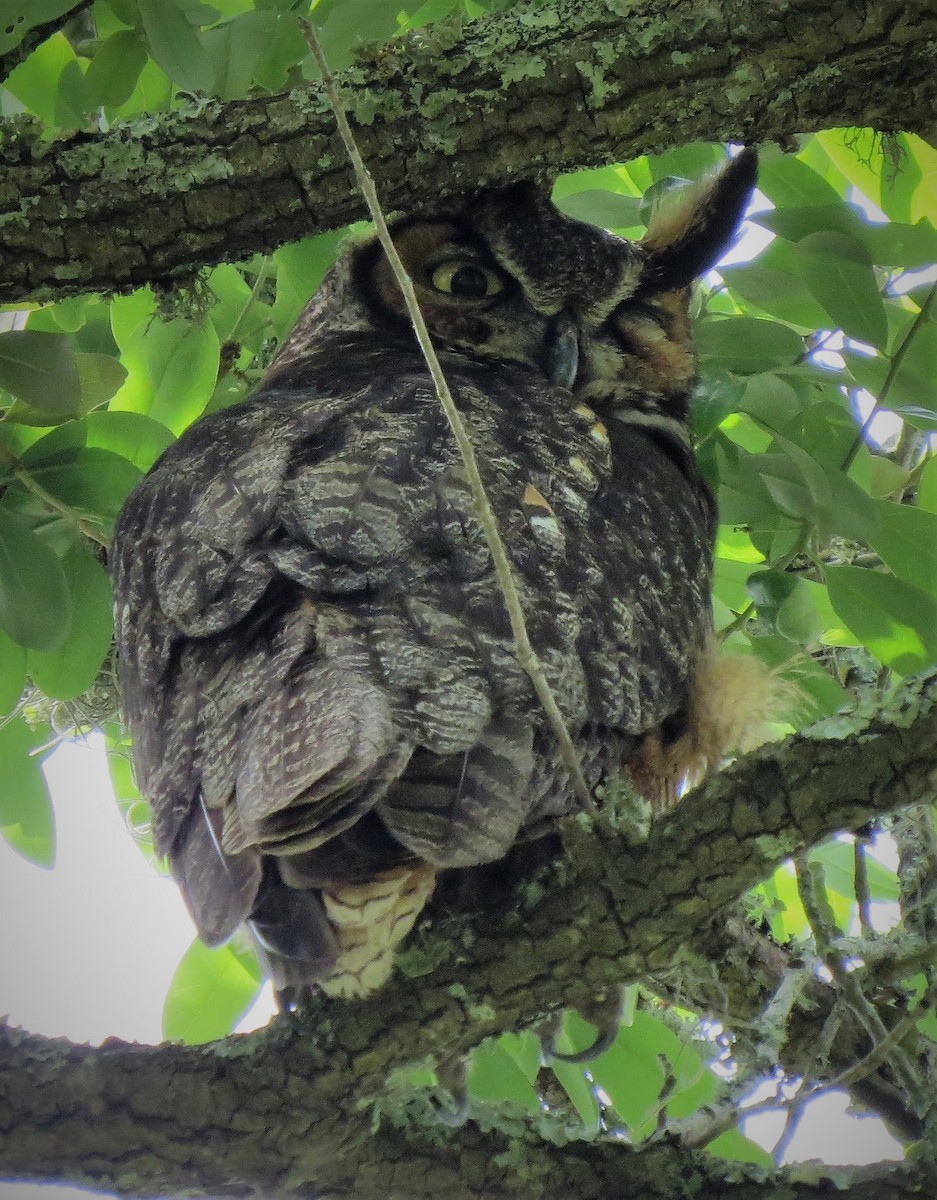 Great Horned Owl - ML437494291