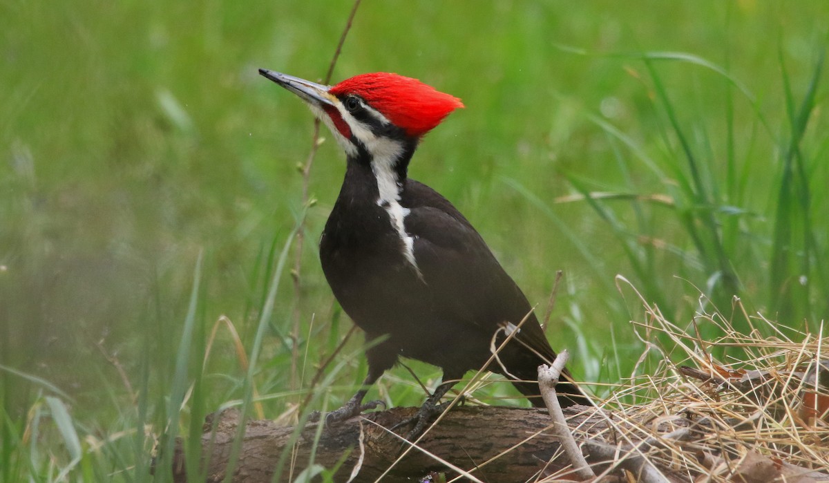 Pileated Woodpecker - ML437496361