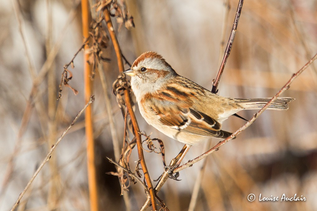 American Tree Sparrow - Louise Auclair