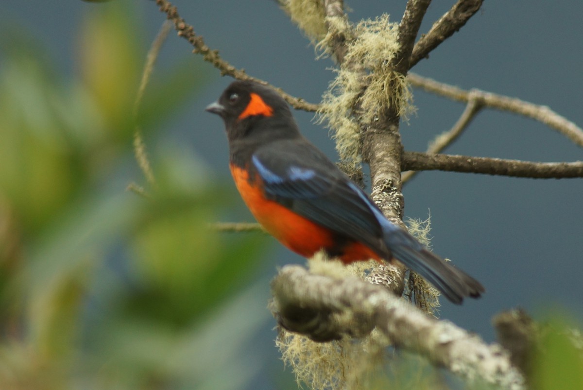 Scarlet-bellied Mountain Tanager - Robin Oxley 🦉