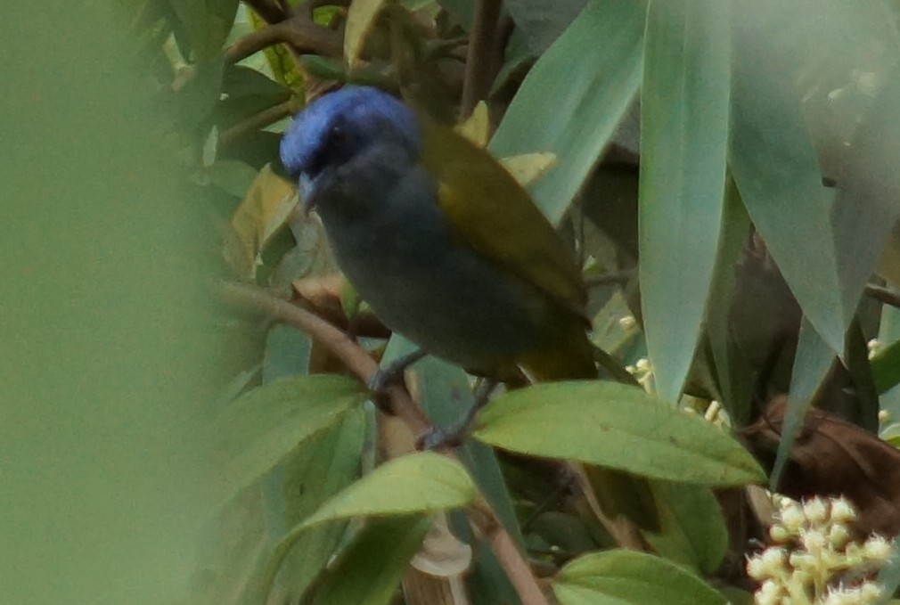 Blue-capped Tanager - ML43750211