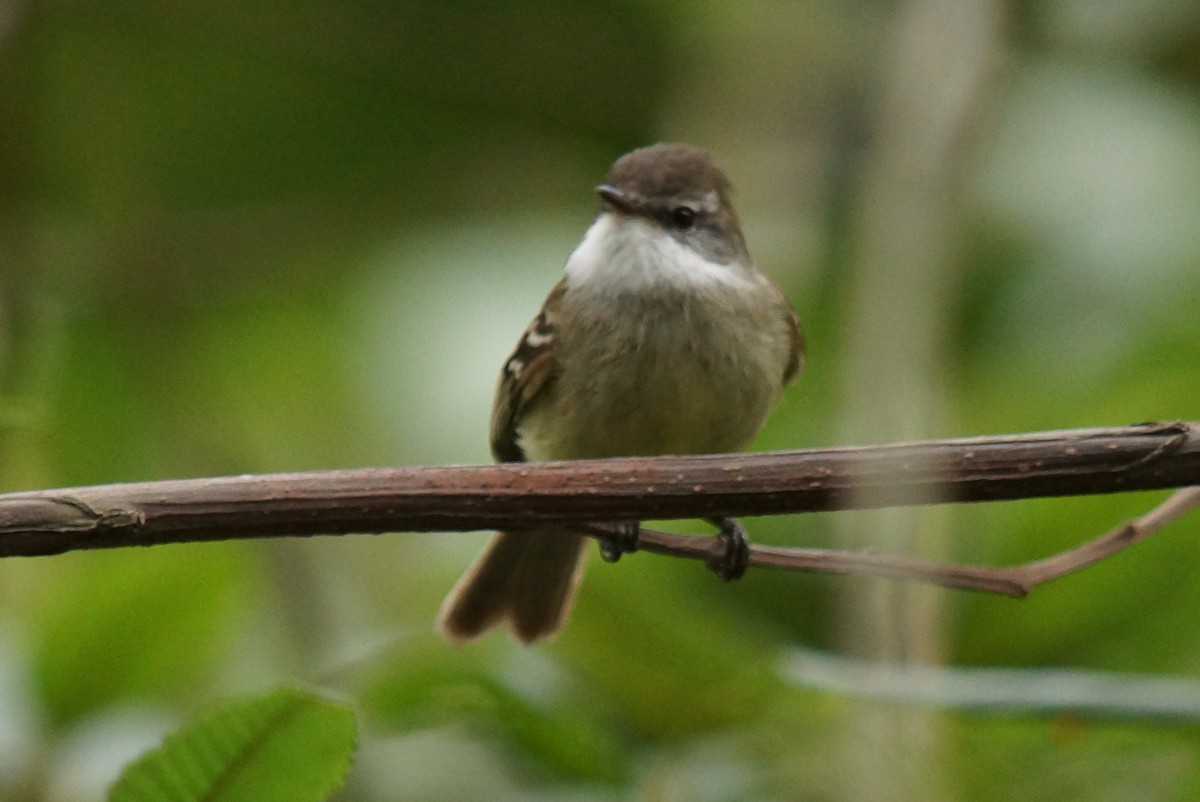 White-throated Tyrannulet - Robin Oxley 🦉