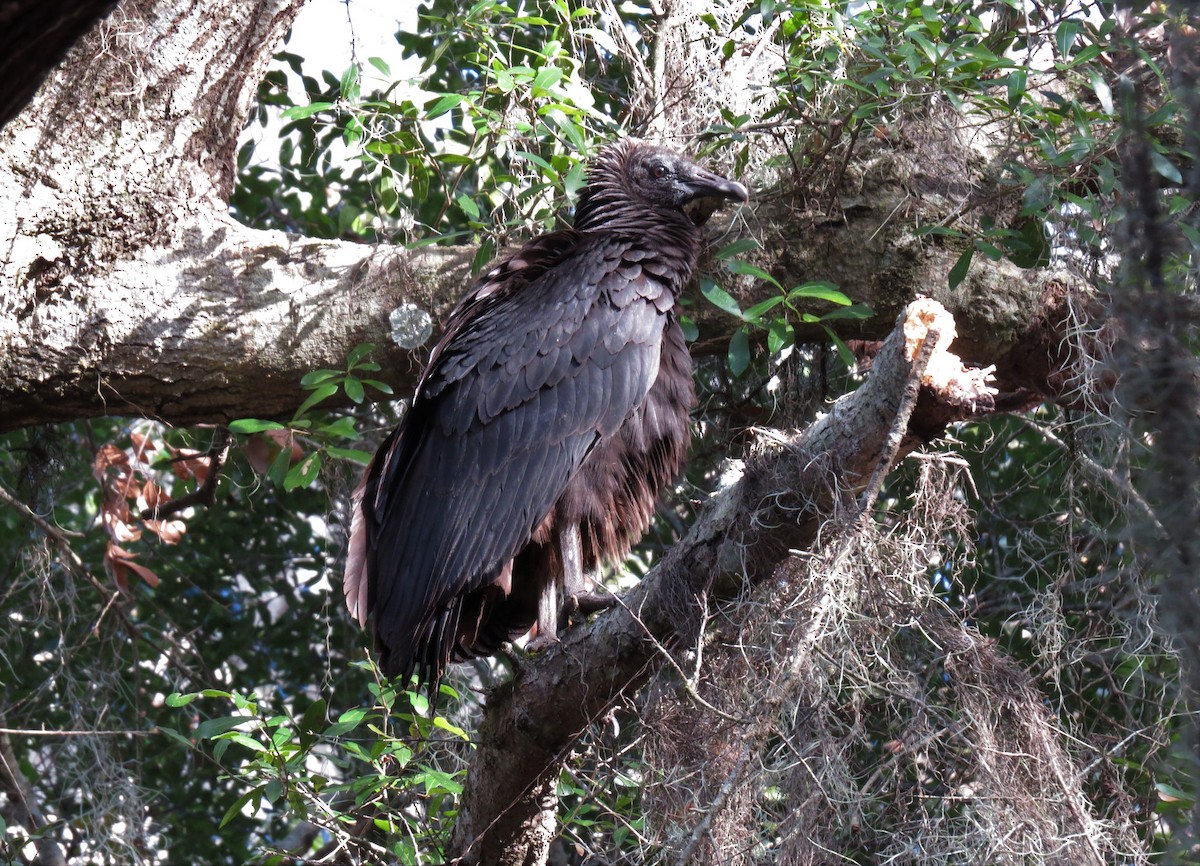 Black Vulture - ML43750801