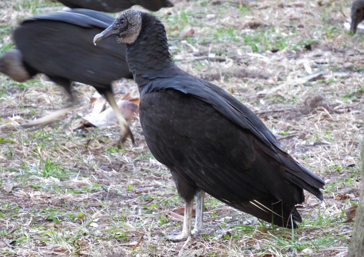 Black Vulture - ML43750851