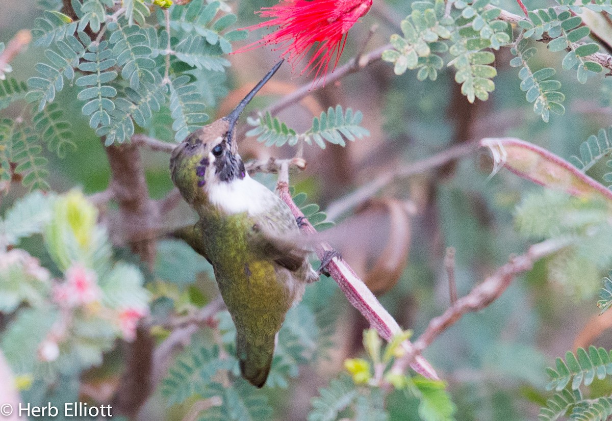 Costa's Hummingbird - ML43751601