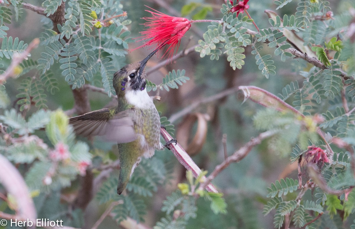 Costa's Hummingbird - ML43751651