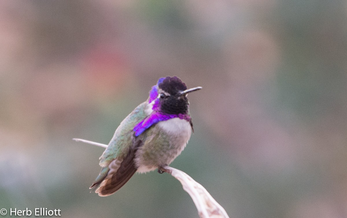 Costa's Hummingbird - ML43751851
