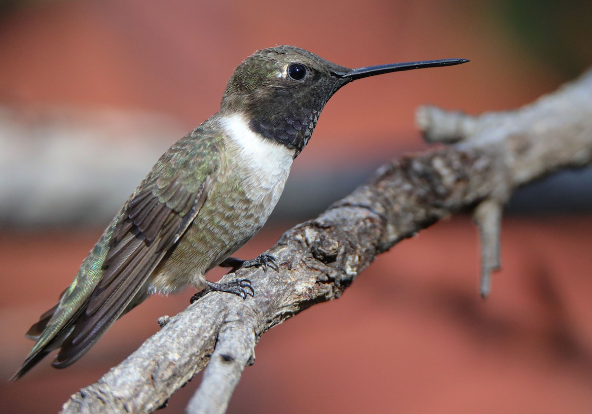 Black-chinned Hummingbird - ML437518721