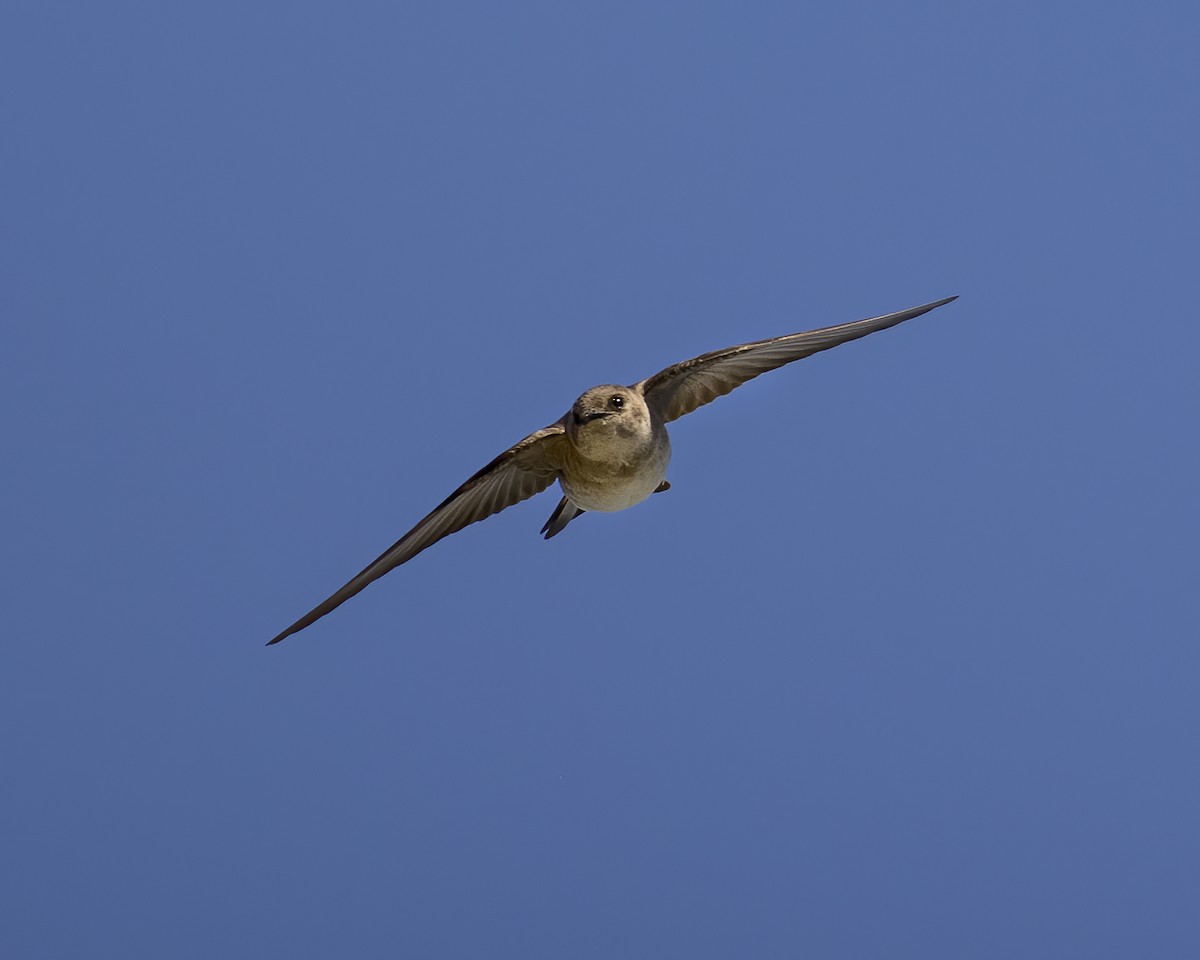 Northern Rough-winged Swallow - Dana Sudborough