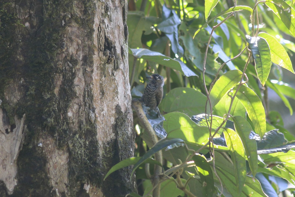 White-barred Piculet - ML437520601