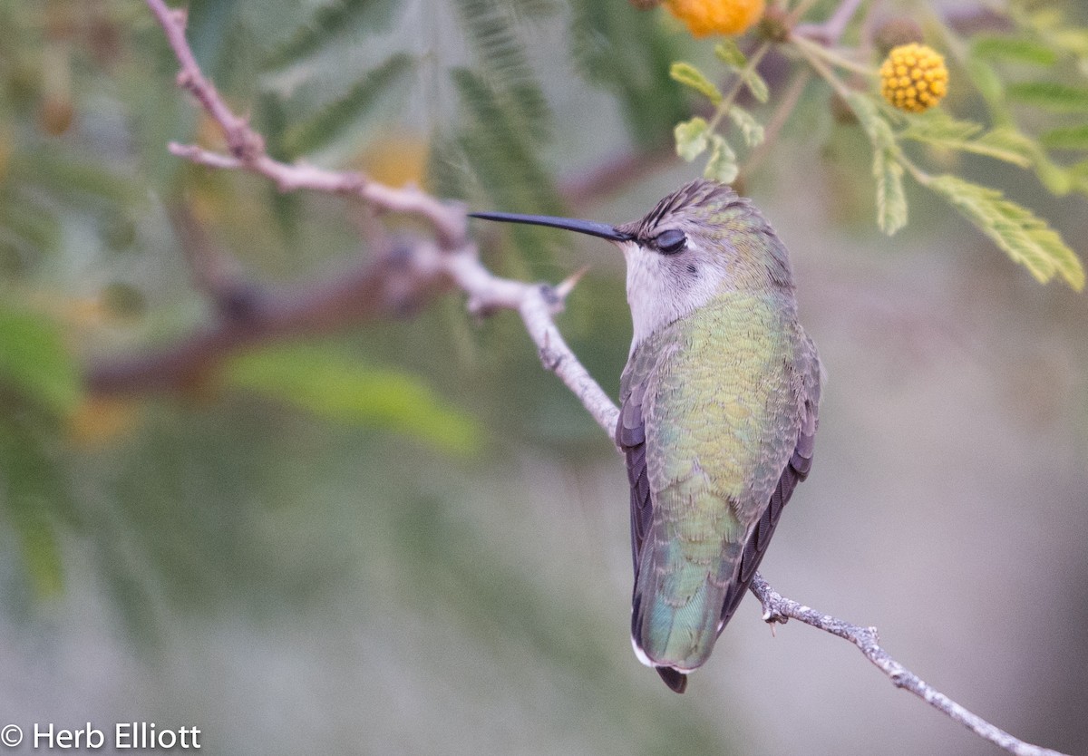 Costa's Hummingbird - ML43752241