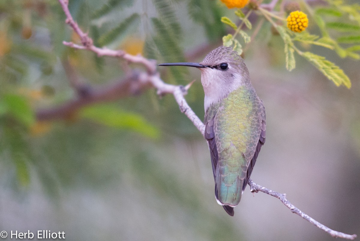 Costa's Hummingbird - ML43752271