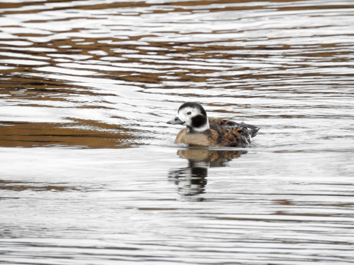 Long-tailed Duck - ML43752301
