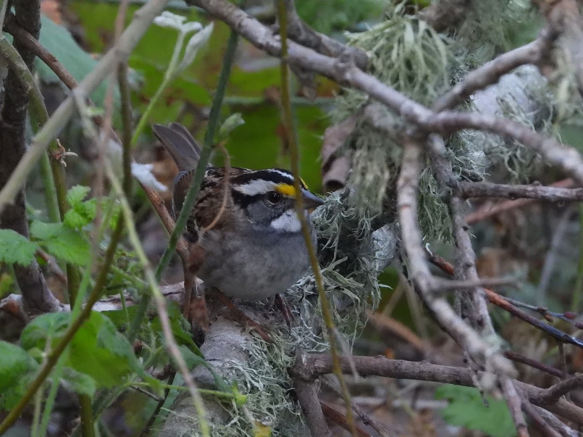 White-throated Sparrow - Long-eared Owl