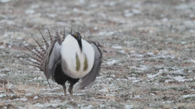 Greater Sage-Grouse - ML437524151