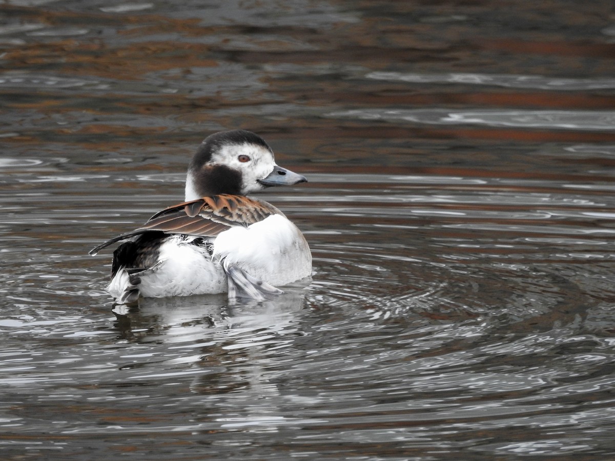 Long-tailed Duck - ML43752441