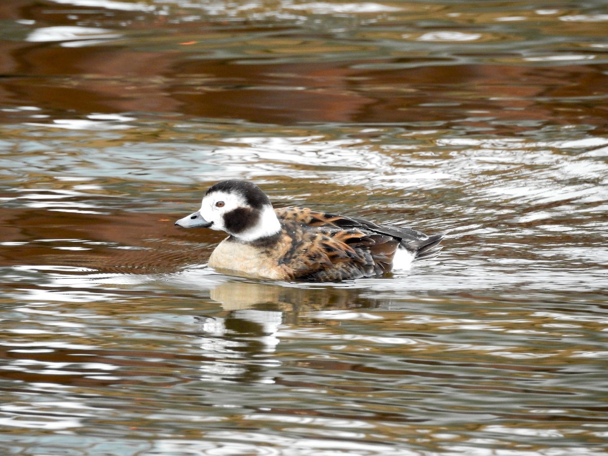 Long-tailed Duck - ML43752591