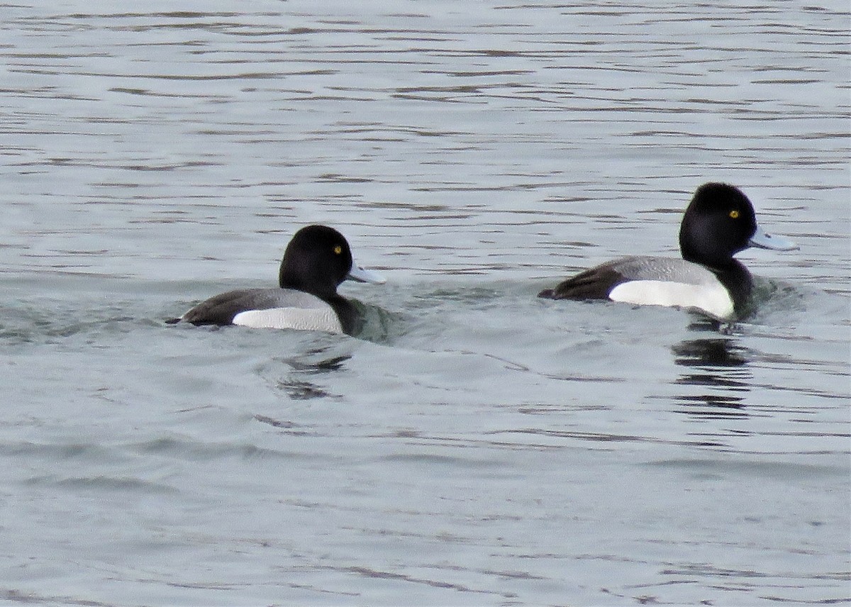 Greater Scaup - ML437526031