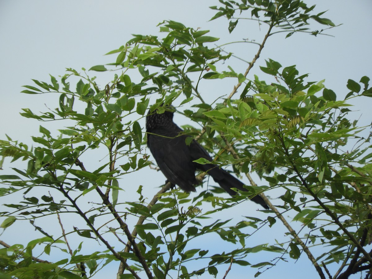 Smooth-billed/Groove-billed Ani - ML437526681