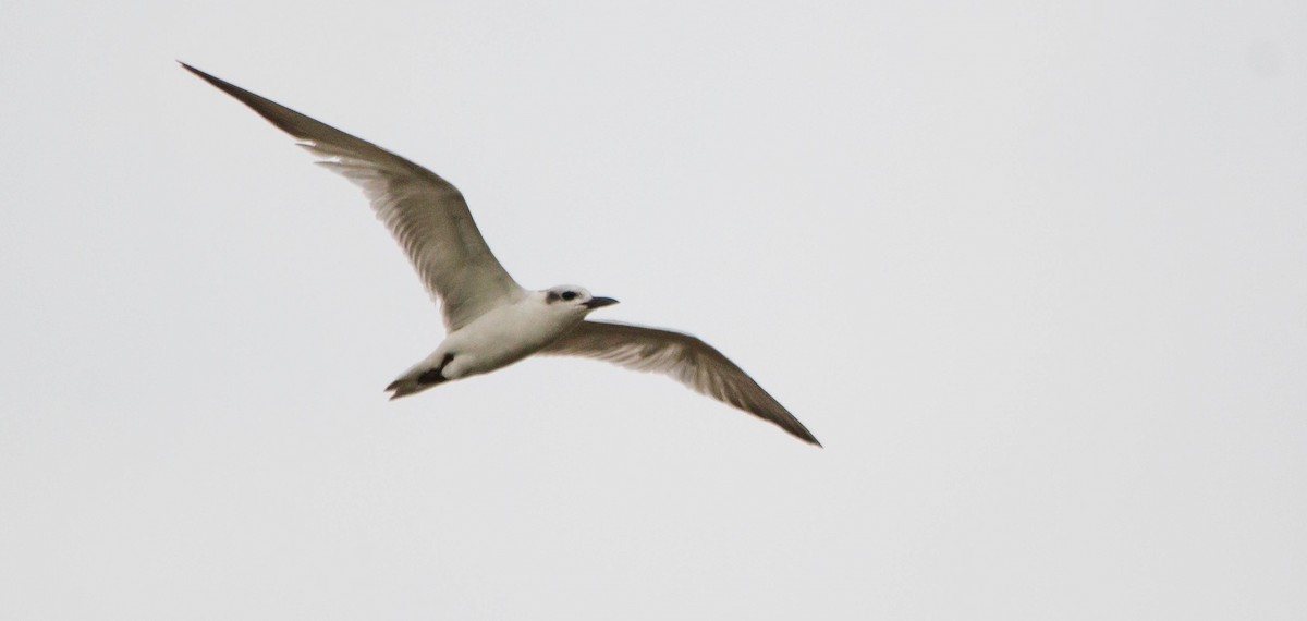 Gull-billed Tern - Nathan Tea