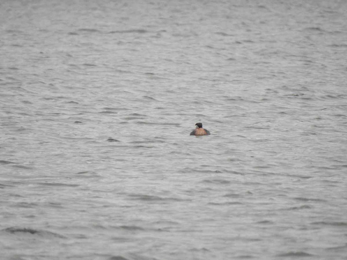 Red-necked Grebe - ML437538281